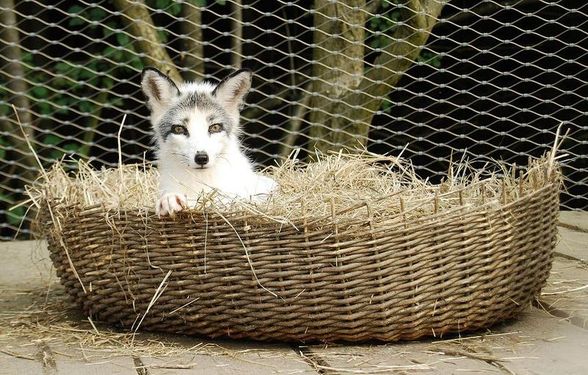 Mein Patenfuchs Kibib und seine Brüder - 