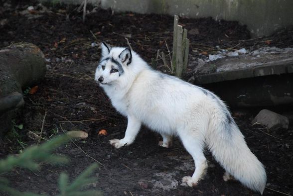 Mein Patenfuchs Kibib und seine Brüder - 