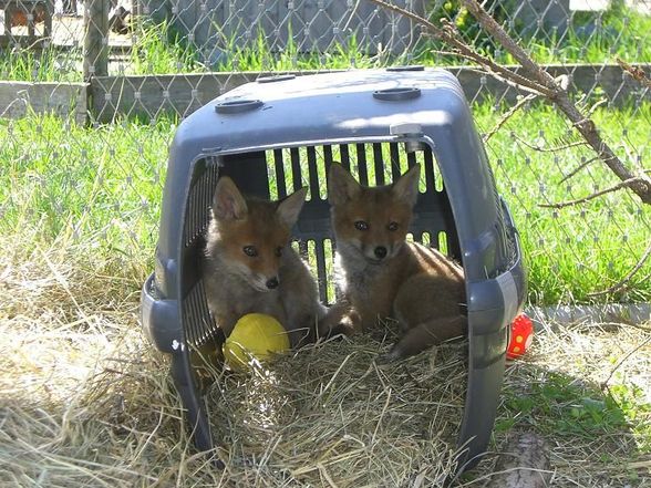 Unsere Patenfüchse Lukas und Sophia - 