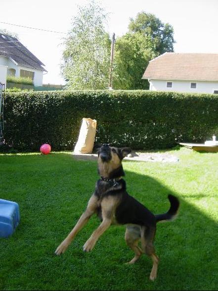 Hund und Haus.... - 