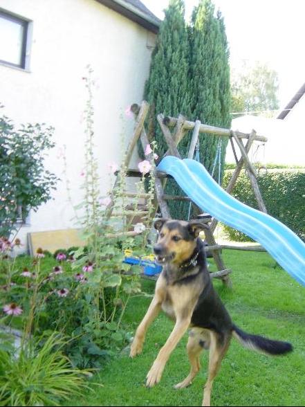 Hund und Haus.... - 