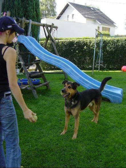 Hund und Haus.... - 