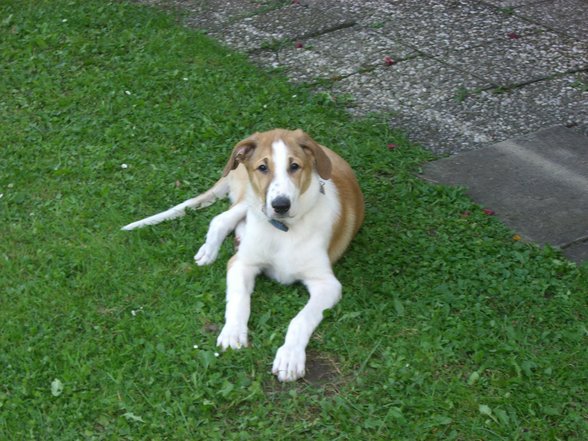 Mein Hund Spike - 