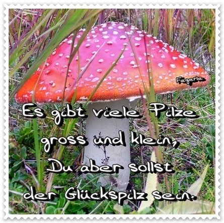 Glückspilz - 