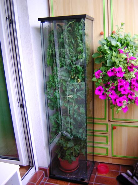 Unsere kleine Balkon-Oase - 