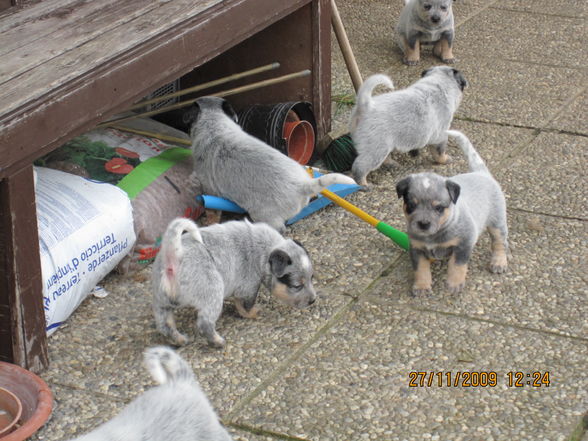 Unsere Hunde Babys - 