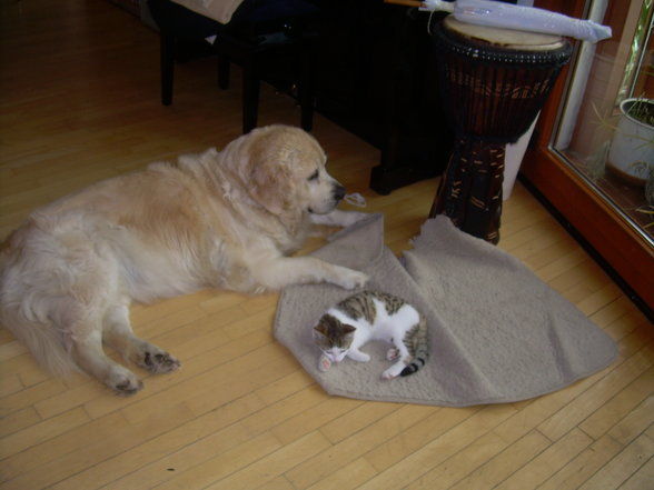 my dog and my cat - 