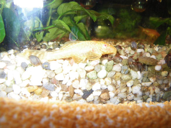  Mei oids Aquarium meine oid´n Fische  - 
