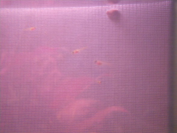  Mei oids Aquarium meine oid´n Fische  - 