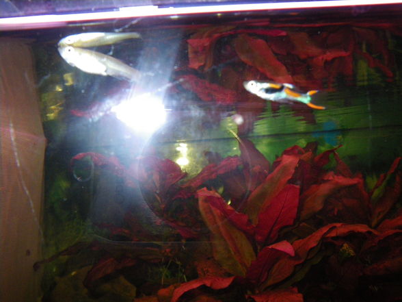  Mei oids Aquarium meine oid´n Fische  - 