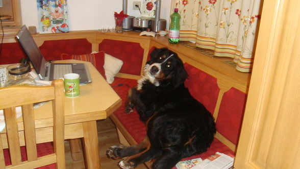  mein hund panja mit 2 monate - 