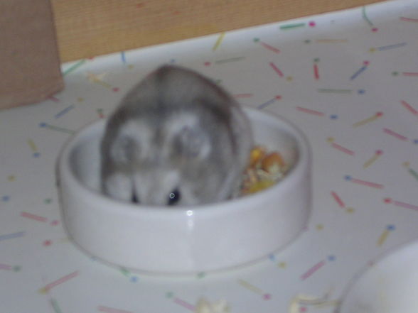 Hamster - 