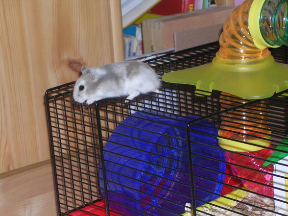 Hamster - 