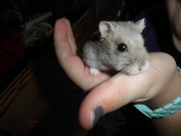 Hamster - 