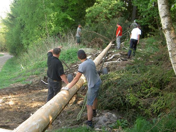 Maibaum - 