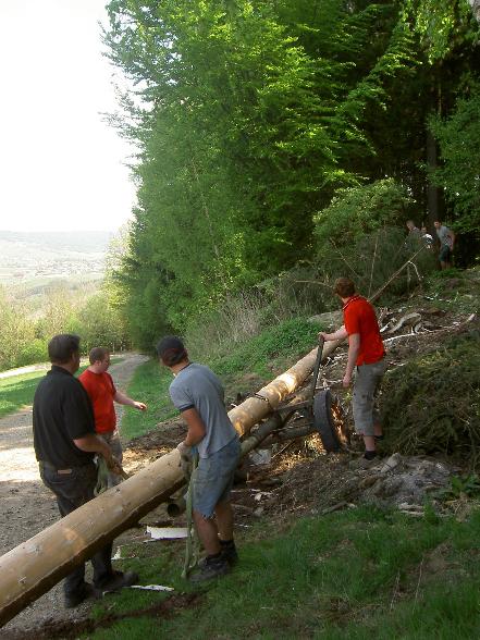 Maibaum - 