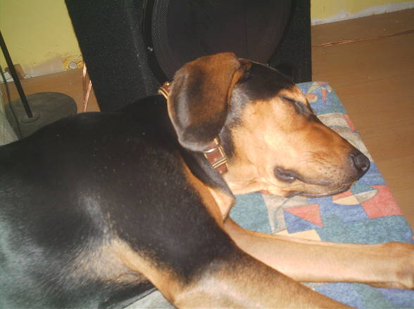 BoBBy My DoGGy!!!!*NEUE DABEI* - 