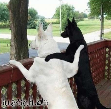 ...lustige Hunde.....^^ - 