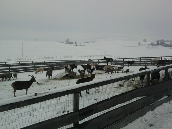 gerettet von gut eiderbichel - 