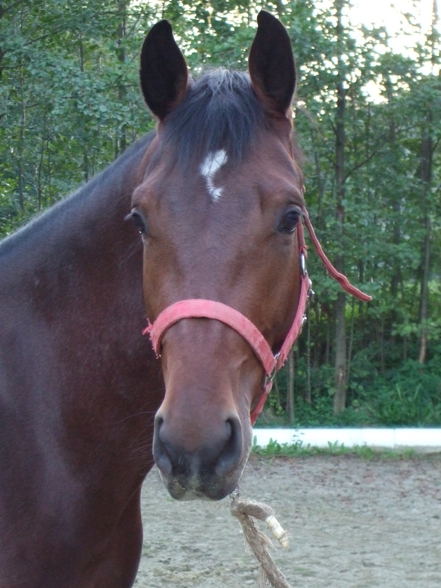 my horse - 