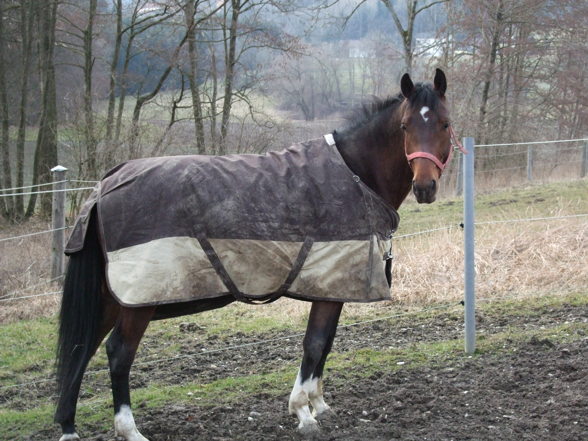 my horse - 