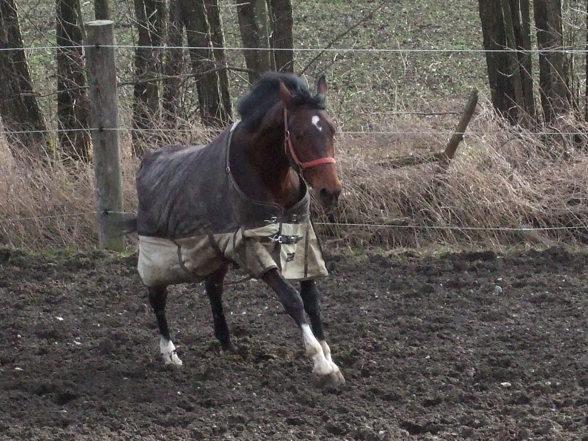 my horse - 