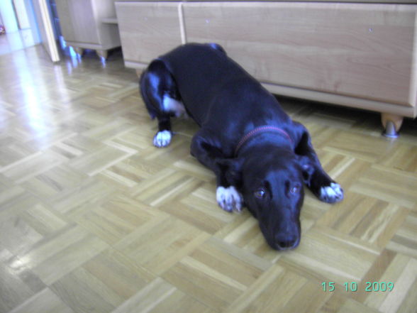 meine  hunde  - 