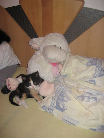 unsere kleine Mietz - 