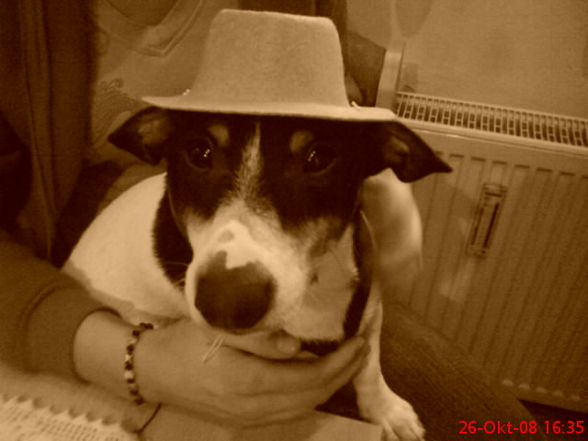 mein hund ! - 