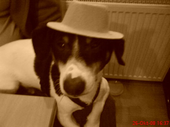 mein hund ! - 