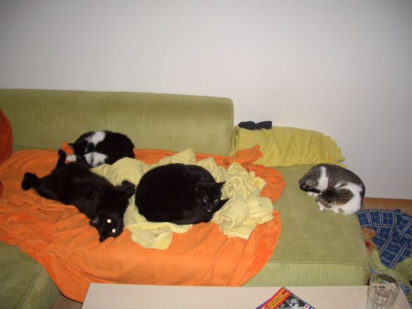 Unsere Katzen und ihre Eigenheiten 2008 - 