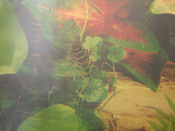 L134 Tapajos Tiger Peckoltia - 