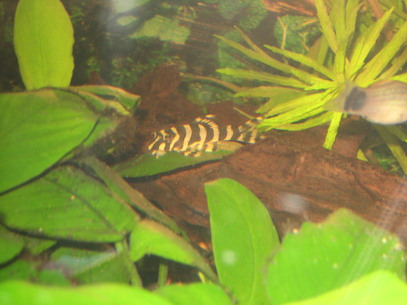 L134 Tapajos Tiger Peckoltia - 