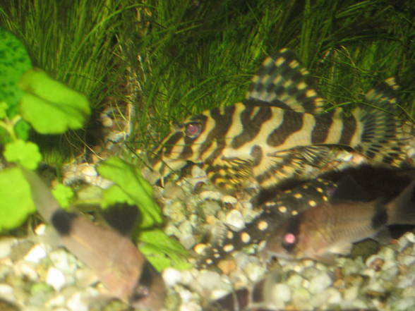 L134 Tapajos Tiger Peckoltia - 