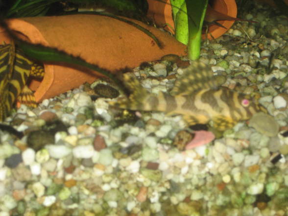 L134 Tapajos Tiger Peckoltia - 