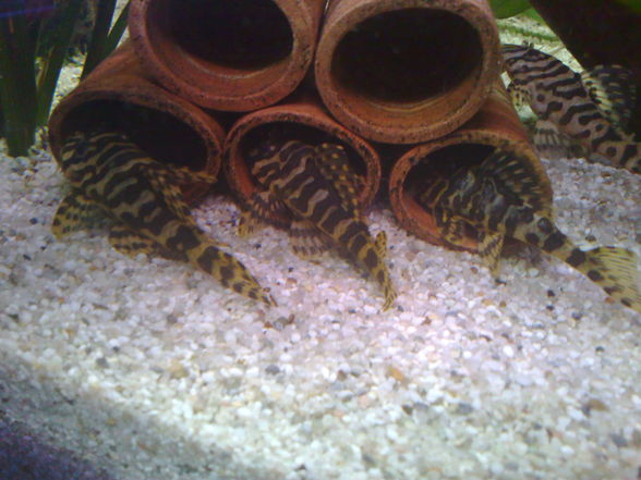 L134 Tapajos Tiger Peckoltia - 