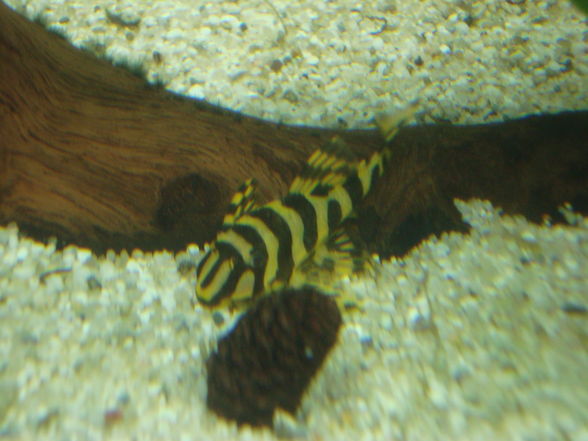 L134 Tapajos Tiger Peckoltia - 