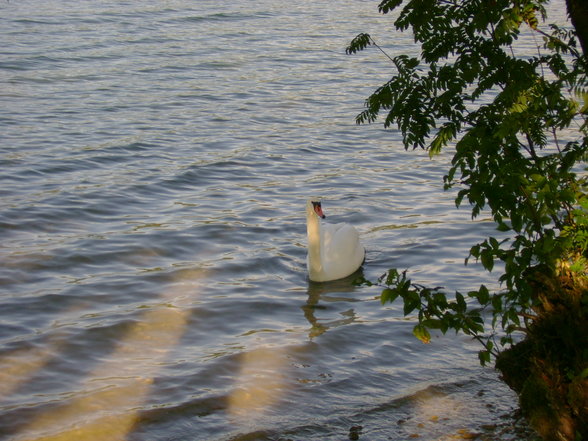 Wolfgangsee 29.07.07 - 