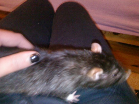 RaTTiiiiiiiiii=) - 