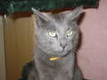 R.I.P.  meine katze PUMA - 