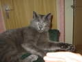 R.I.P.  meine katze PUMA - 