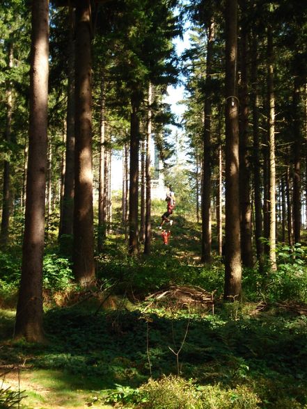 Hochseilgarten - 