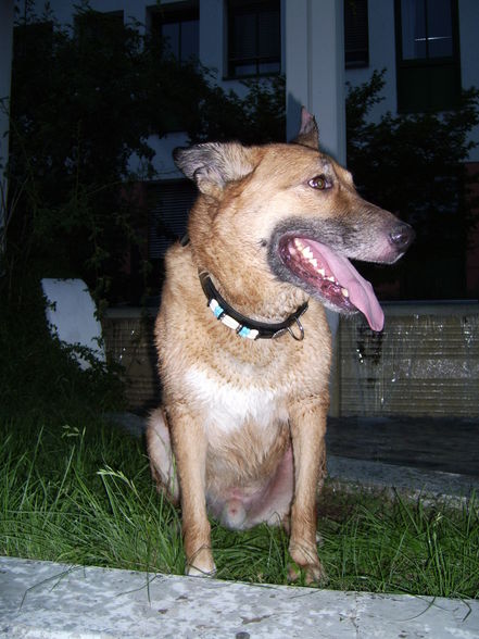 Unsere Hunde - 