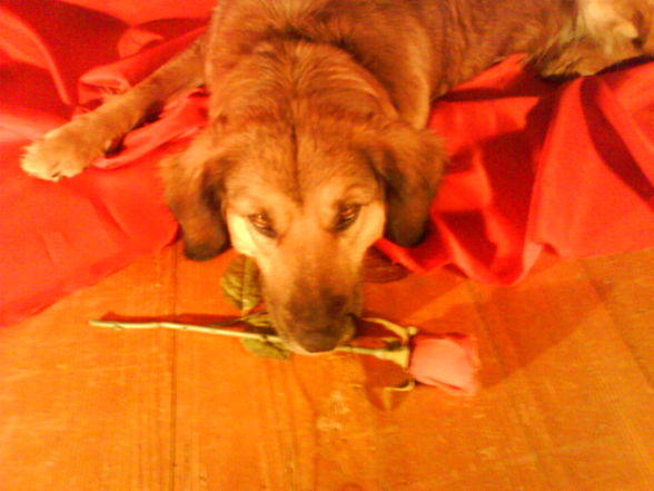 My Dooooog.......xD - 