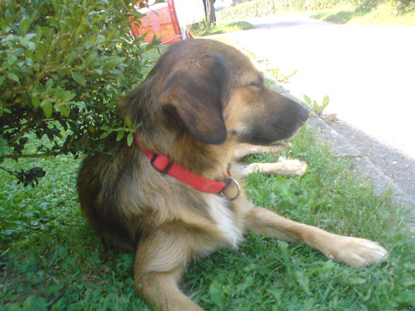 My Dooooog.......xD - 