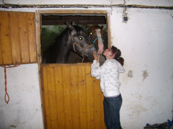 Mein Pferd  HANKAS NICK  - 