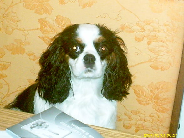 mein cavalier king charles spaniel - 