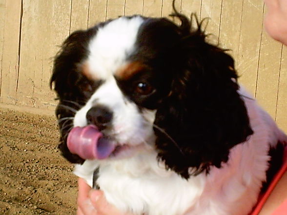 mein cavalier king charles spaniel - 