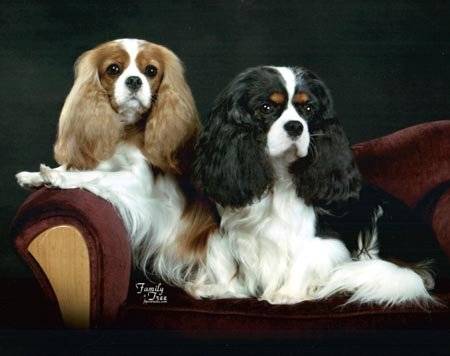 mein cavalier king charles spaniel - 