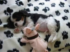 mein cavalier king charles spaniel - 